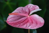 Blushing Bride Pink