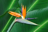 Bird of Paradise